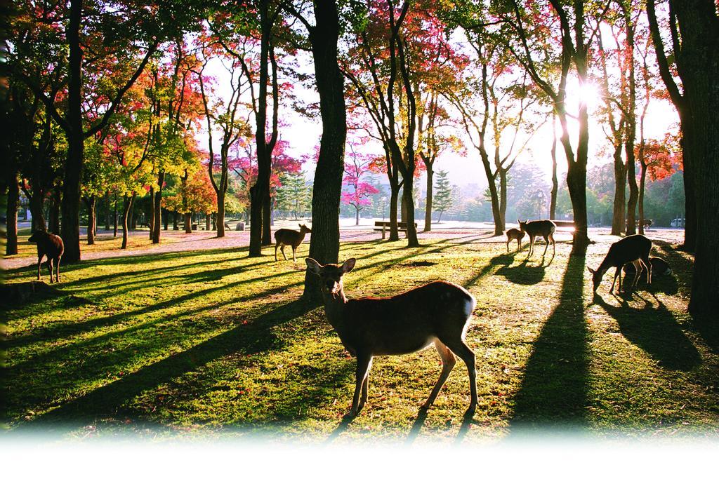 Kotonoyado Musashino Nara Ngoại thất bức ảnh